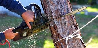 Best Tree Disease Treatment  in Dumbarton, VA