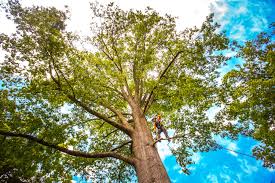 Best Emergency Tree Removal  in Dumbarton, VA