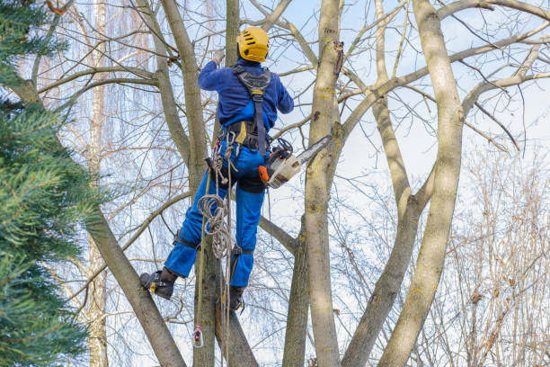 Best Hedge Trimming  in Dumbarton, VA