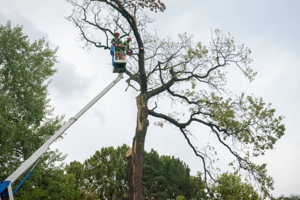 Best Utility Line Clearance  in Dumbarton, VA