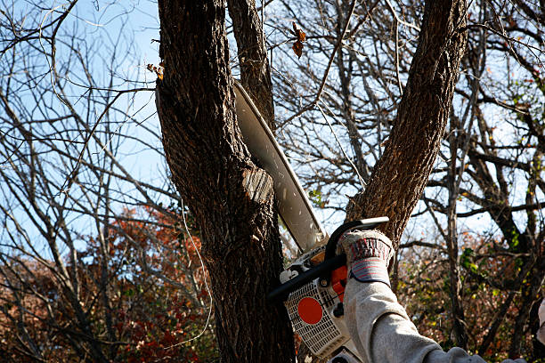 How Our Tree Care Process Works  in  Dumbarton, VA