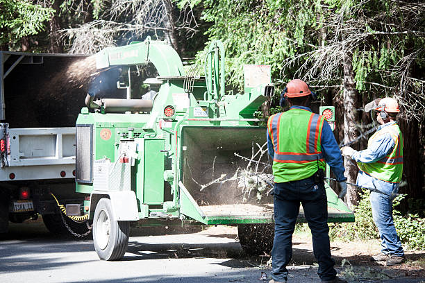  Dumbarton, VA Tree Care Pros