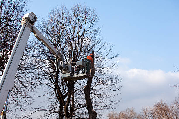 Best Palm Tree Trimming  in Dumbarton, VA