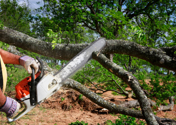 Best Tree and Shrub Care  in Dumbarton, VA